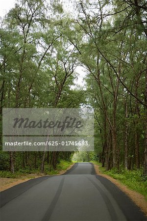 Treelined road passing through a landscape, Kalapana, Big Island, Hawaii Islands, USA