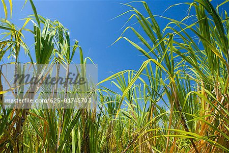 Zuckerrohr Pflanzen in einem Feld Akaka Falls State Park, Hilo, Inseln Big Island, Hawaii, USA