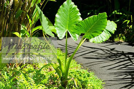 Trees in a botanical garden, Hawaii Tropical Botanical Garden, Hilo, Big Island, Hawaii Islands, USA