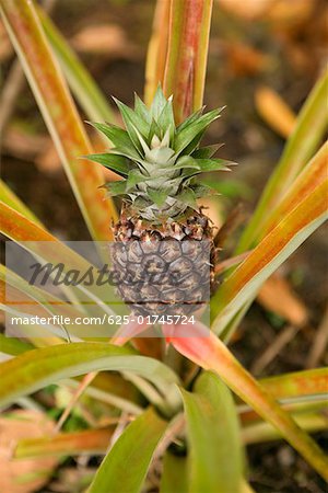 Nahaufnahme einer Ananas-Pflanze in einem botanischen Garten, Hawaii Tropical Botanical Garden, Hilo, Inseln Big Island, Hawaii, USA