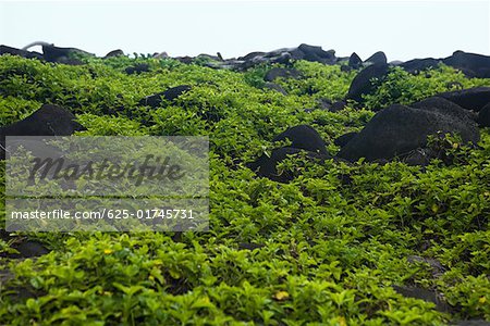 Felsen an einem Hang, Pololu Valley, Big Island, Hawaii Inseln, USA