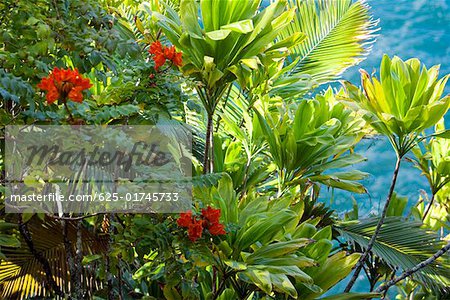 Plants in a botanical garden, Hawaii Tropical Botanical Garden, Hilo, Big Island, Hawaii Islands, USA