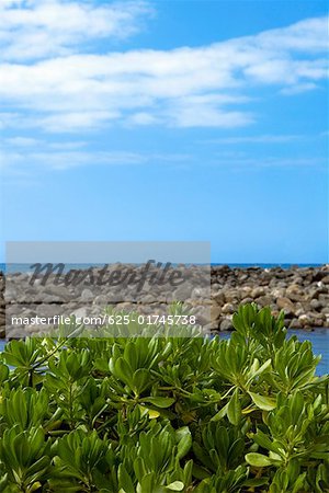 Plantes sur la plage, la vallée Pololu Kohala, archipel de Big Island, Hawaii, USA