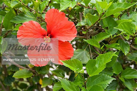 Nahaufnahme einer Hibiscus Blume in einem botanischen Garten, Hawaii Tropical Botanical Garden, Hilo, Inseln Big Island, Hawaii, USA