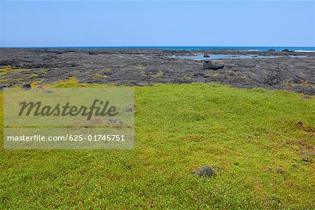 Grass in a field, Puuhonua O Honaunau National Historical Park Kona Coast, Big Island, Hawaii Islands, USA