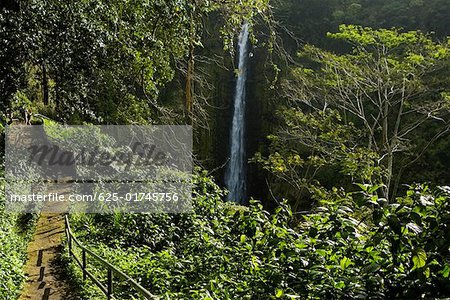 High angle view of a waterfall in a forest, Akaka Falls, Akaka Falls State Park, Hilo, Big Island, Hawaii islands, USA