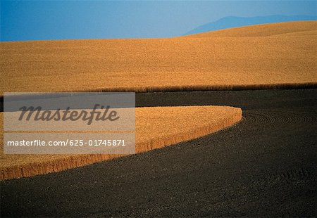 Contour plowed fields of golden wheat, Washington state