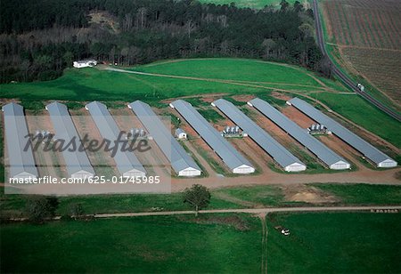 Élevage de poulets industriels, Géorgie