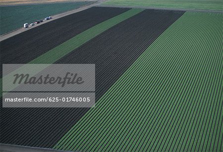 Aerial of red and green leaf lettuce field