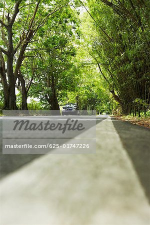 Road passing through a forest, Puerto Rico