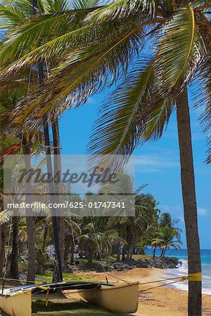 Katamaran gefesselt mit Palmen auf dem Strand, Luquillo Beach, Puerto Rico