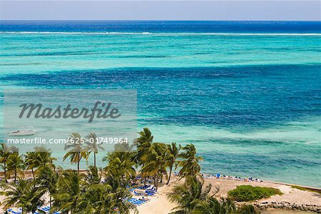 Palmier sur la plage, plage de Cable Beach, Nassau, Bahamas