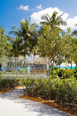 Arbres autour d'une plage hut, Cable Beach, Nassau, Bahamas