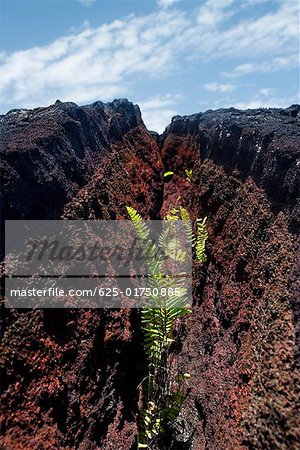 Wachstum der Pflanzen in getrockneter Lava Risse, Kalapana, Inseln Big Island, Hawaii, USA