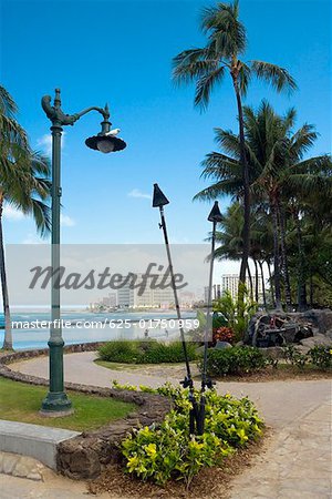 Palmiers le long d'un chemin d'accès, Waikiki Beach, Honolulu, îles d'Oahu, Hawaii, USA