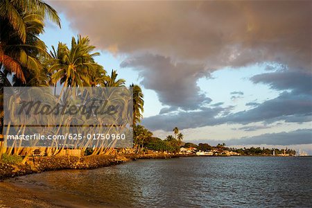 Palmen auf den Inseln Strand, Lahaina, Maui, Hawaii, USA