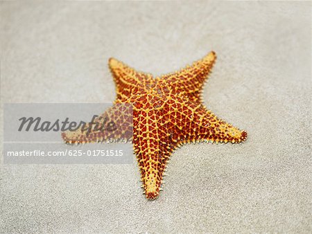 Gros plan d'une étoile de mer coussin (Oreaster reticulatus) dans le sable, Providencia, Providencia y Santa Catalina, San Andres y