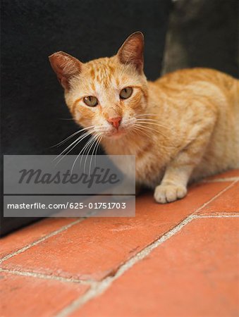 Close-up of a cat, Old Panama, Panama City, Panama