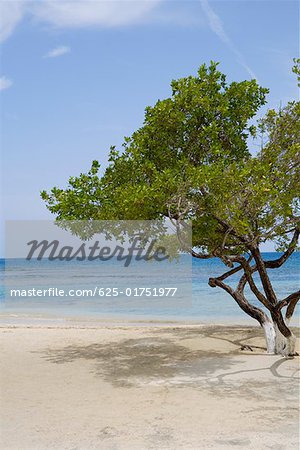 Tree on the beach, Las Palmas Resort, Roatan, Bay Islands, Honduras