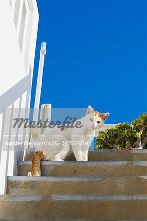 Flachwinkelansicht einer Katze auf Schritte, Griechenland