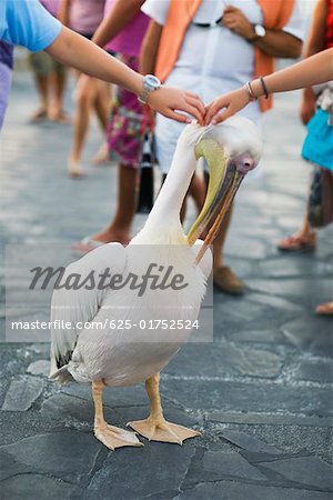 Two people's hands touching a pelican's head, Mykonos, Cyclades Islands, Greece