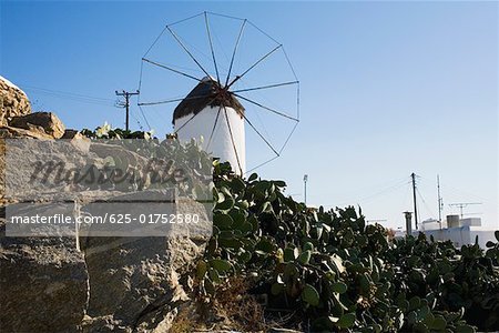 Low angle view of cactus plants in front of a traditional windmill, Mykonos, Cyclades Islands, Greece