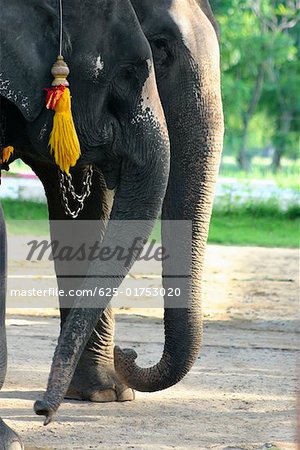 Side profile of two elephants standing, Ayuthaya, Thailand