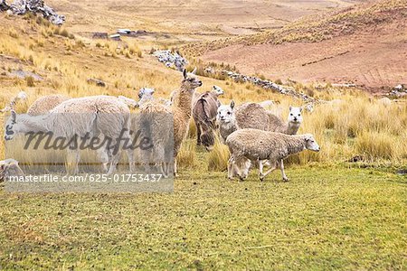 Lama (Lama glama) avec alpaga (Lama pacos) et moutons paissant dans un pâturage, Pérou