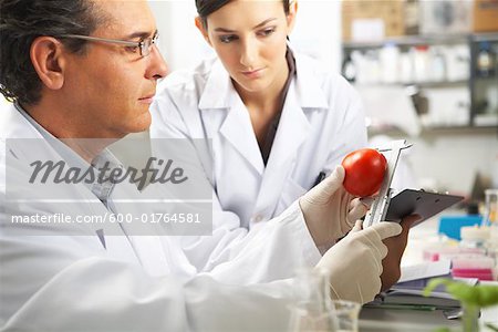 Scientifiques examinant des tomates