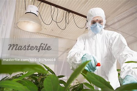 Scientist in Greenhouse