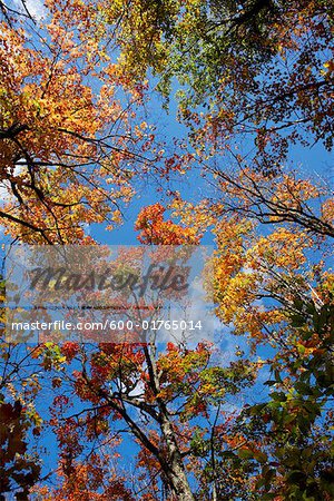 Arbres en automne, le parc Algonquin, Ontario, Canada
