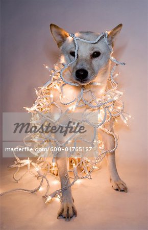 Dog Wrapped in Christmas Lights