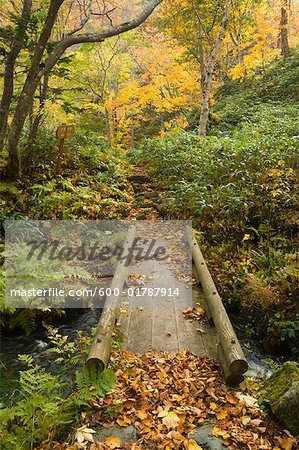 Walkway in Forest, Hokkaido, Japan