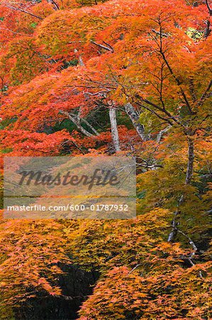 Maple Trees in Autumn, Momijidani Park, Miyajima, Honshu, Japan