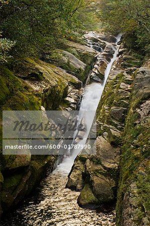 Stream in Forest, Yakushima, Kyushu, Japan