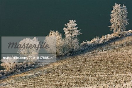 Vineyard and Moselle River, Germany