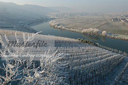 Vignoble et la rivière Moselle, Allemagne