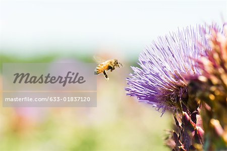 Abeille vole vers la fleur du chardon