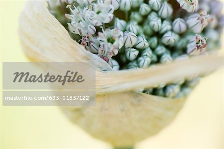 Allium flower opening