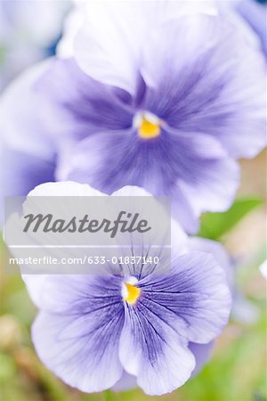 Pansy flowers Pansy flowers