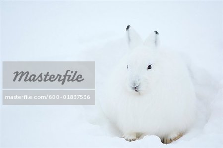 Arctic Hare in Snow