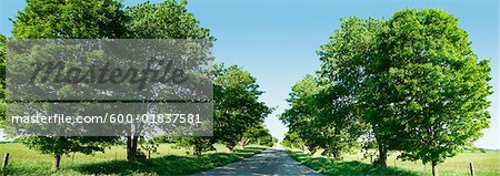 Route de campagne bordée d'arbres