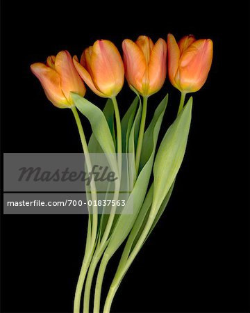 Nature morte de tulipes