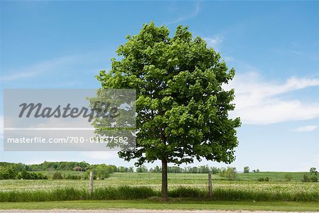 Large Tree in Front of Field