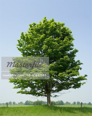 Large Maple Tree