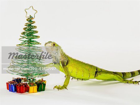 Iguane avec arbre de Noël et des cadeaux