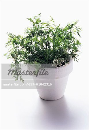 Fresh Coriander in Clay Pot Fresh Coriander in Clay Pot