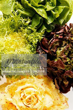 Lettuce, curly endive, oak leaf lettuce & red & white radicchio Lettuce, curly endive, oak leaf lettuce & red & white radicchio