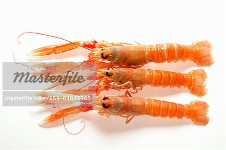 Scampi