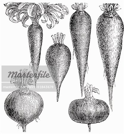 Various root vegetables (illustration)
